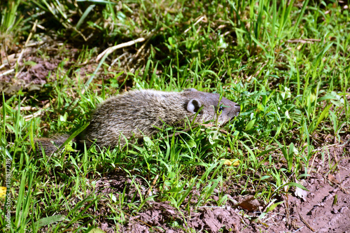 Baby Groundhog in a Grassy Field