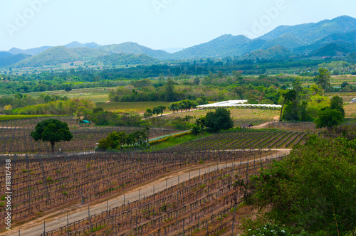 View of the Hua Hin hills vineyard in Thailand.