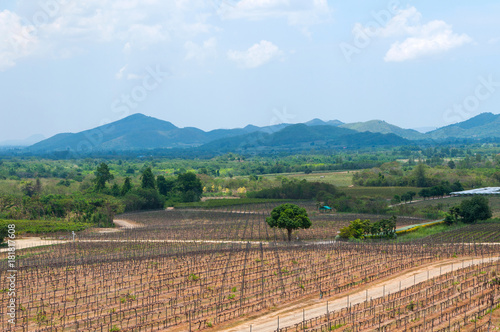 View of the Hua Hin hills vineyard in Thailand.