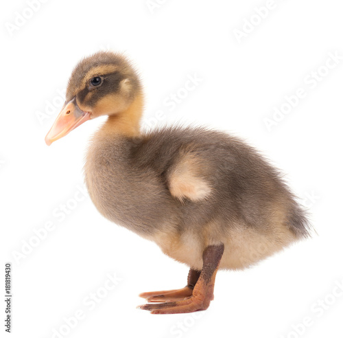 Duck with clipping path. Colourful mallard duck isolated on white background