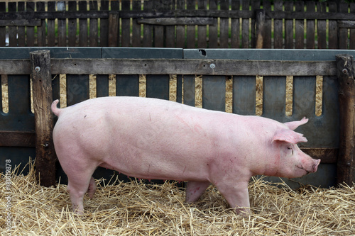 Side view shot of a young pig sow in the pen