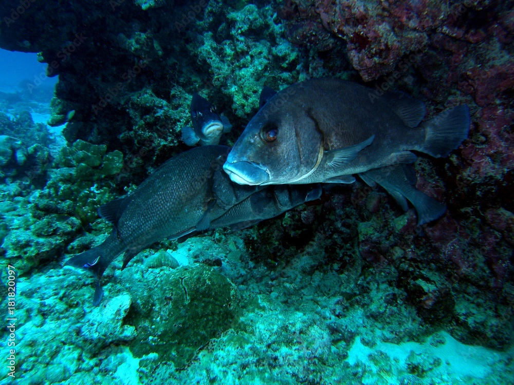Fototapeta premium Giant sweetlips, Similan Islands, Andaman Sea, Thailand, Underwater photograph