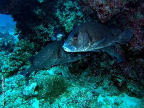 Giant sweetlips, Similan Islands, Andaman Sea, Thailand, Underwater photograph