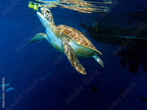 Hawksbill Sea Turtle  Similan Islands  Andaman Sea  Thailand  Underwater photograph