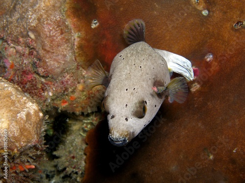 Masked Pufferfish, Similan Islands, Andaman Sea, Thailand, Underwater  photograph Stock Photo | Adobe Stock