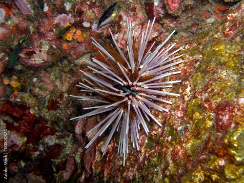 Sea urchin, Similan Islands, Andaman Sea, Thailand, Underwater photograph © bayazed