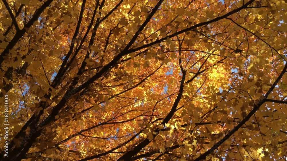 Underneath beautiful fall tree in autumn with bright yellow leaves moving along black branches with sun filtering in from side.  