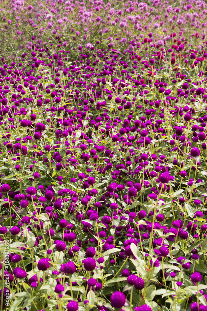 Naklejka premium patch of purple flowers