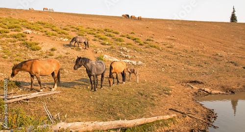 Herd of wild horses at watering hole in the Pryor Mountains Wild Horse Range in the states of Wyoming and Montana United States