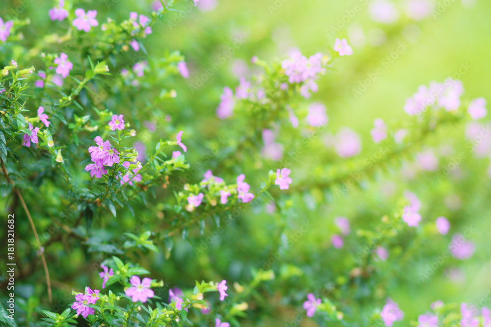 beautiful flowers in the garden beautiful flowers in the garden