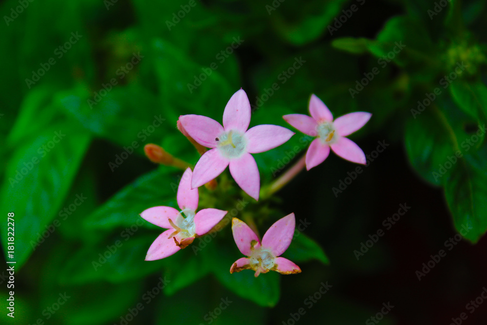 beautiful flowers in the garden beautiful flowers in the garden