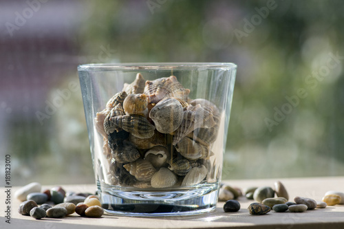 Sea shells in transparent glass bowl, interior decoration on wooden table photo