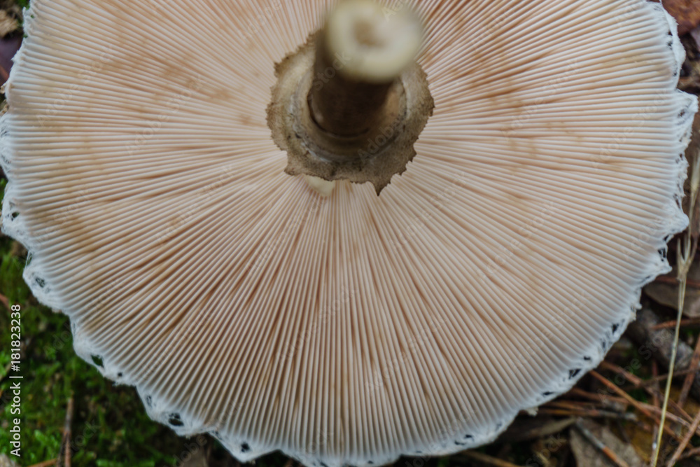 detail of mushroom for below macro photography detail of mushroom for below macro photography