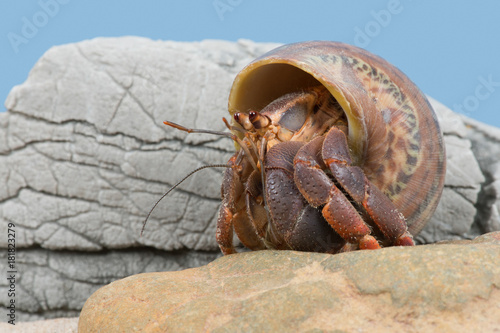Caribbean Hermit Crab (Coenobita clypeatus)/Caribbean Hermit Crab stones