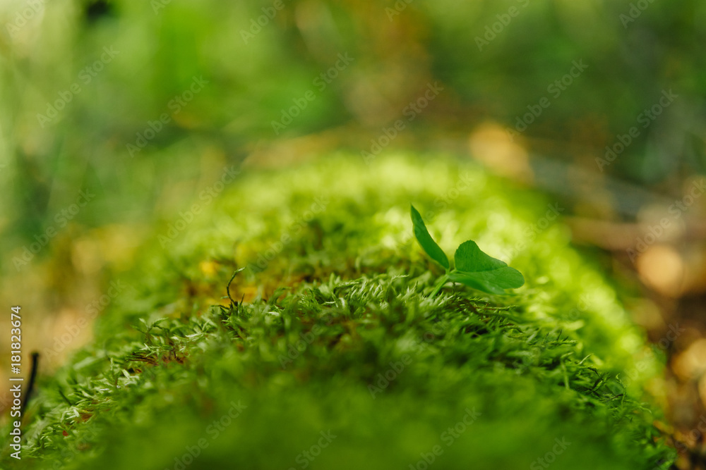 Hare clover in moss with river in the background.