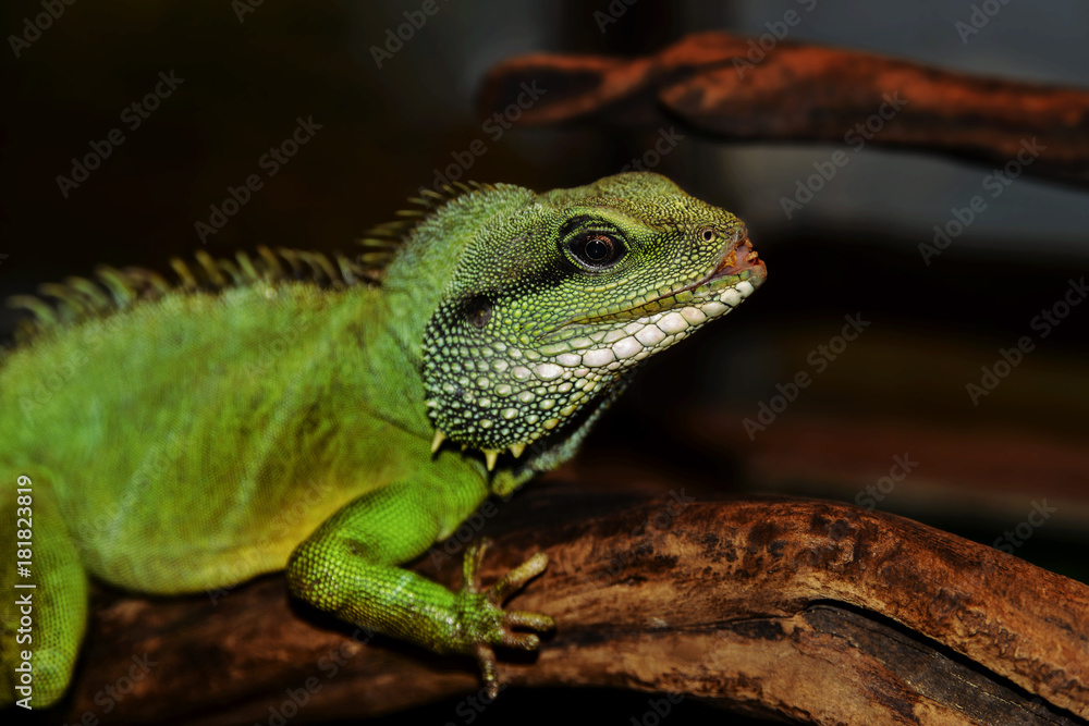Obraz premium Iguana sitting on a branch