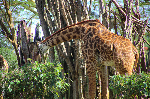 Giraffen in Afrika