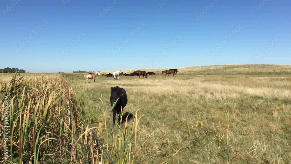 Lone black horse walks along barbwire fence in pasture towards camera to interact with other horses looking on in background. Lone black horse walks along barbwire fence in pasture towards camera to interact with other horses looking on in background.