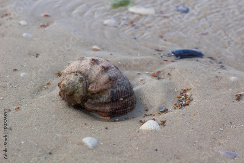 Big seashell on coastal sands, sandy beach seascape