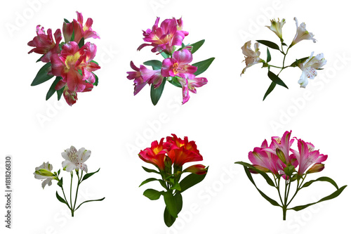 Set of lily flowers,  isolated on white background. Suitable for designers. 