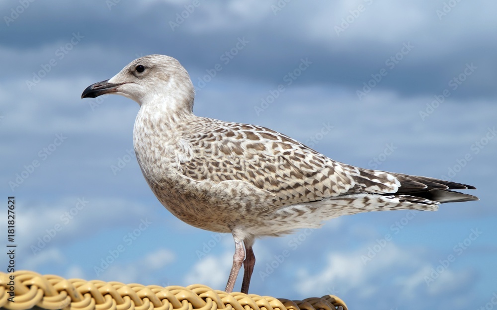 Silbermöve (larus argentatus) Silbermöve (larus argentatus)