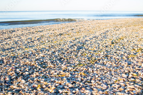 Sea shells on sunrise coastal sandy beach seascape