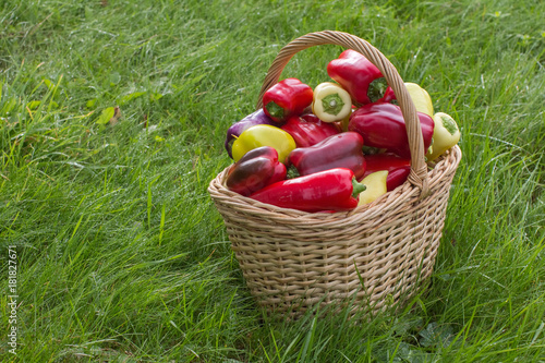 basket with peppers is placed on a bench photo