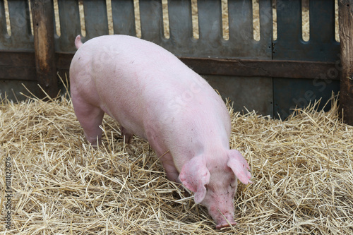 Beautiful young pig sow standing on fresh hay at bio farm rural scene