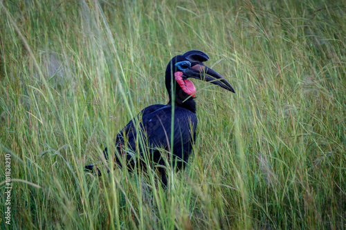 A hornbill bird relaxing in high grass in Murchison Falls national park in Uganda. Too bad this place is endangered by oil drilling companies photo