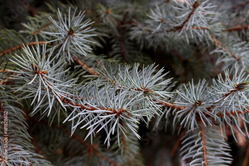 Blue spruce branches with needles close-up soft focus.