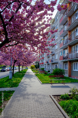 Blok of Flat with Cherry Blossom Trees, Czech Republic