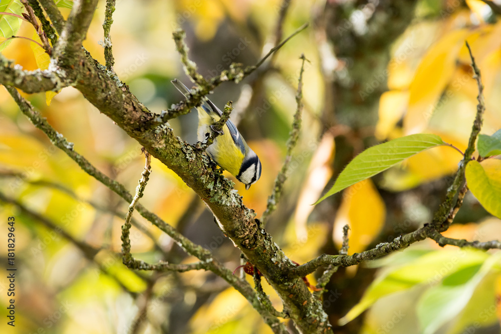 Fototapeta premium Blue tit bird in a tree