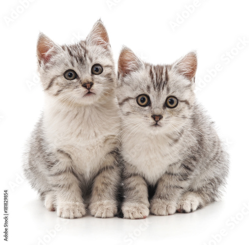 Two gray striped cats. © voren1