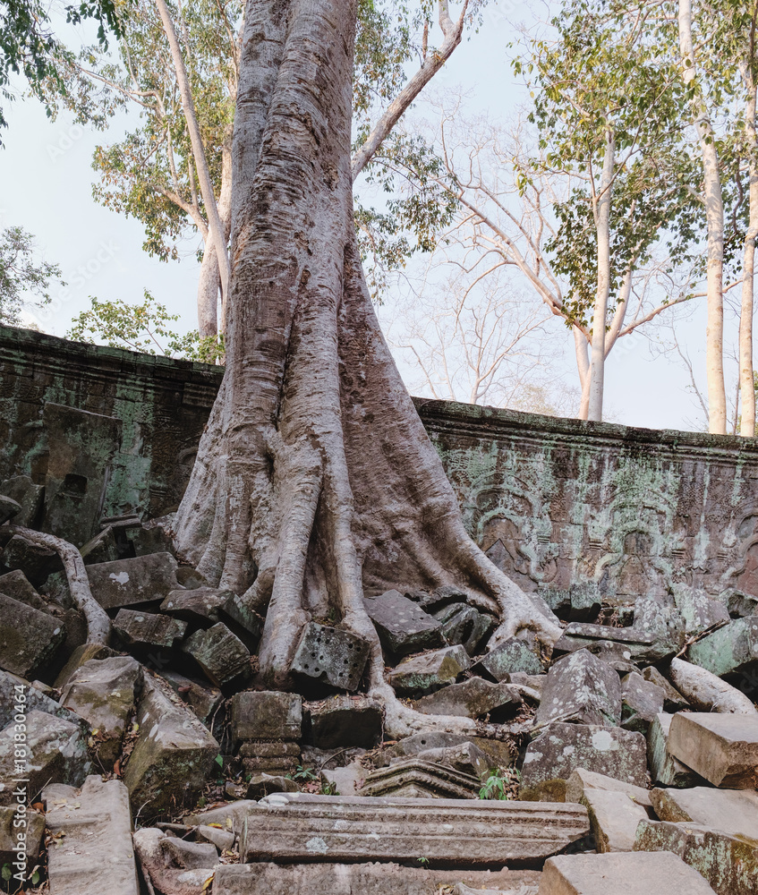 Ta Prohm Temple in Angkor Complex, Siem Reap, Cambodia. It has been left largely unrestored and giant trees grow among the ruins. Ancient Khmer architecture, famous Cambodian landmark, World Heritage