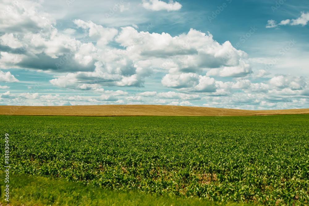 green field, blue sky, white clouds. green field, blue sky, white clouds.