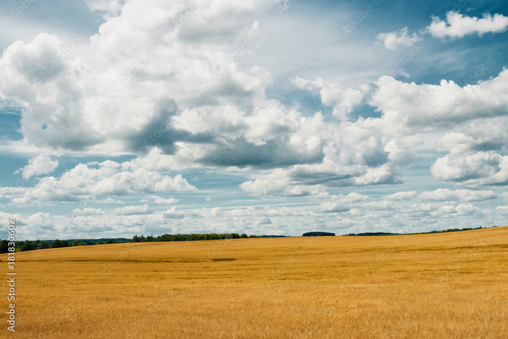 barley yellow field, blue sky, white clouds.