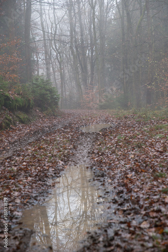 Rain inside Forest photo