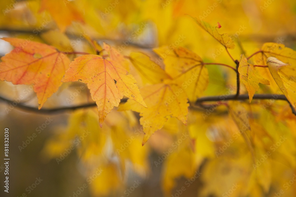 fall leaves