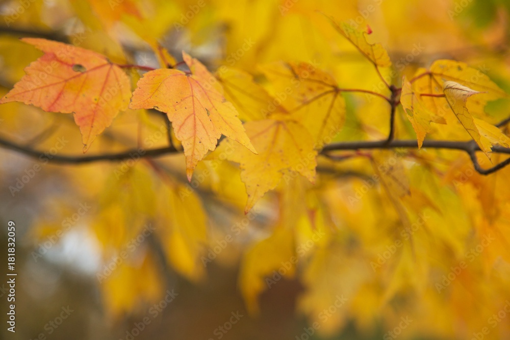fall leaves fall leaves