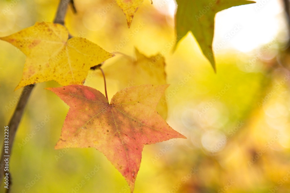 Obraz premium fall leaves