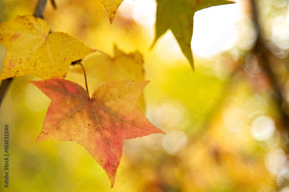 fall leaves fall leaves