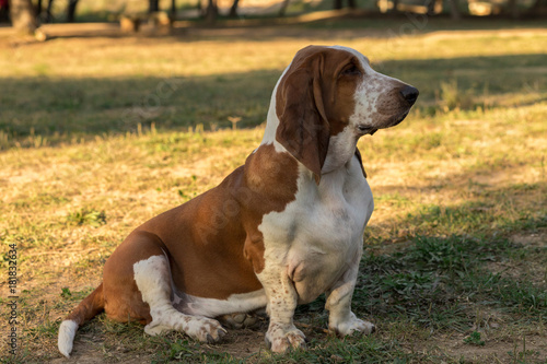 Basset hound dog champion in the park on an autumn afternoon © Daniel Rodriguez