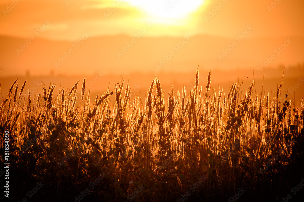 Wheat field, beautiful rural nature scene Wheat field, beautiful rural nature scene