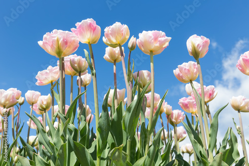 Field of colorful Dutch tulips with a clear blue sky in springtime