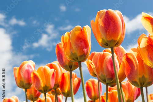 Transparant orange and yellow tulips with springtime sky background