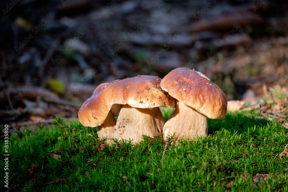 Boletus mushrooms on moss in the forest Boletus mushrooms on moss in the forest