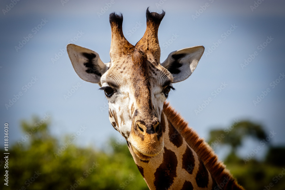 Naklejka premium Piękna zaciekawiona żyrafa Rothschilda patrząca prosto w kamerę podczas safari o zachodzie słońca w parku narodowym Murchison w Ugandzie.