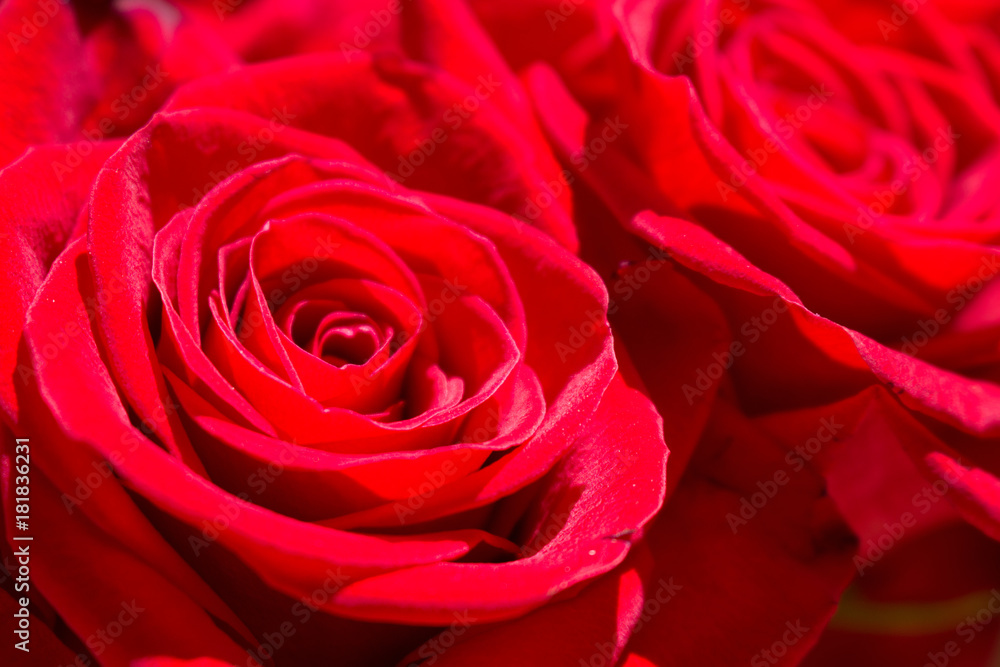 Roses. Two beautiful red roses. Blooming flowers. Macro. Roses. Two beautiful red roses. Blooming flowers. Macro.