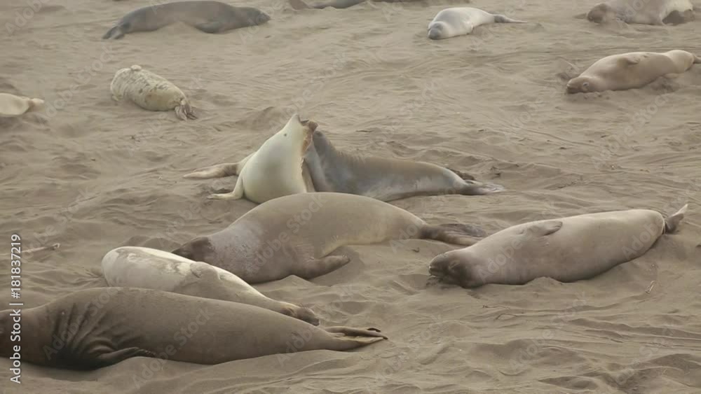 Marine seals rush on the beach under the sun. Seals are playing on the beach. The fur seals run