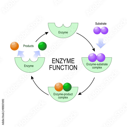 enzyme function